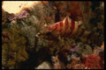 045073 Painted Greenling, Carmel Bay A4 Photo Print
