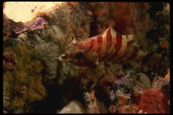045073 Painted Greenling, Carmel Bay A4 Photo Print