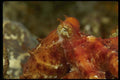 045074 Octopus, Monterey A4 Photo Print