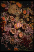 045075 Purple Ring Top Snail, Monterey Bay A4 Photo Print