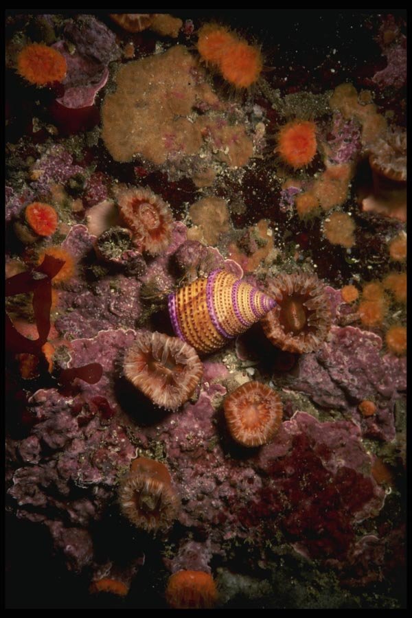 045075 Purple Ring Top Snail, Monterey Bay A4 Photo Print