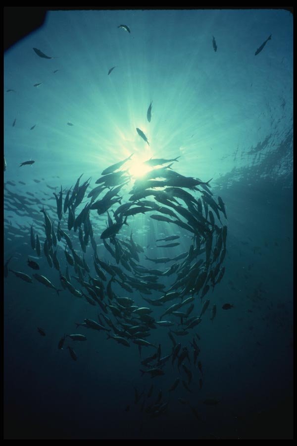 045076 School Of Jacks, Cabo San Lucas, Mexico A4 Photo Print