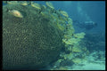 045077 School Of Grunts, Taverner Key A4 Photo Print