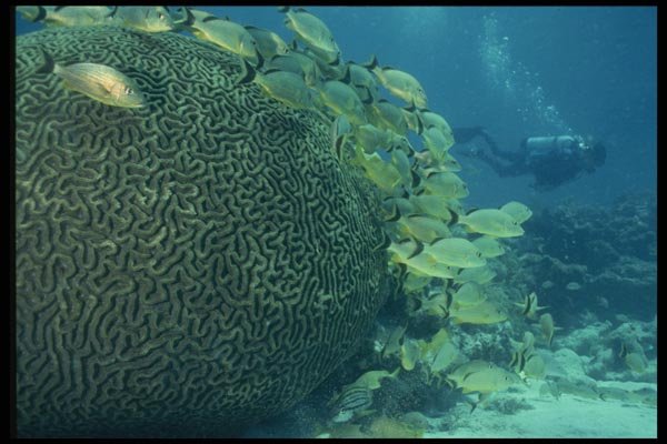 045077 School Of Grunts, Taverner Key A4 Photo Print