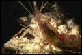 045078 Coonstripe Shrimp, Puget Sound A4 Photo Print