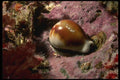 045079 Chestnut Cowry, Santa Cruz Island A4 Photo Print