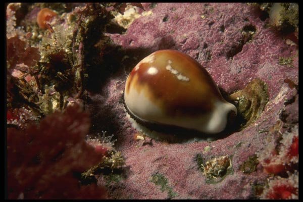 045079 Chestnut Cowry, Santa Cruz Island A4 Photo Print