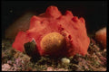 045080 Sea Lemon Nudibranch, Red Volcano Sponge, Carmel Bay A4 Photo Print