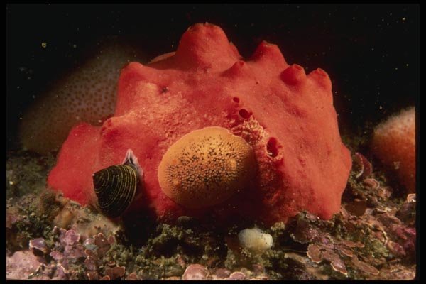 045080 Sea Lemon Nudibranch, Red Volcano Sponge, Carmel Bay A4 Photo Print