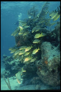 045081 School Of Grunts, Taverner Key A4 Photo Print