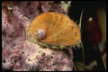 045082 Abalone Shell, Santa Rosa Island, Ca A4 Photo Print