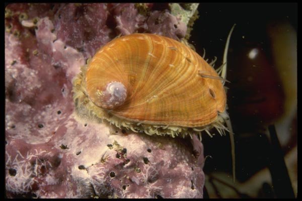 045082 Abalone Shell, Santa Rosa Island, Ca A4 Photo Print
