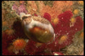 045083 Chestnut Cowry, Carmel Bay A4 Photo Print