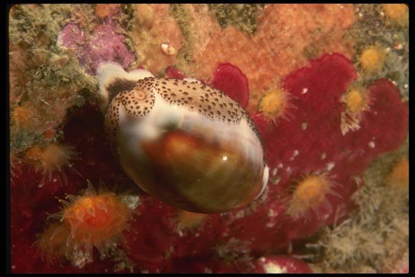 045083 Chestnut Cowry, Carmel Bay A4 Photo Print