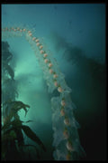 045084 Salp Chain, Monterey Bay A4 Photo Print