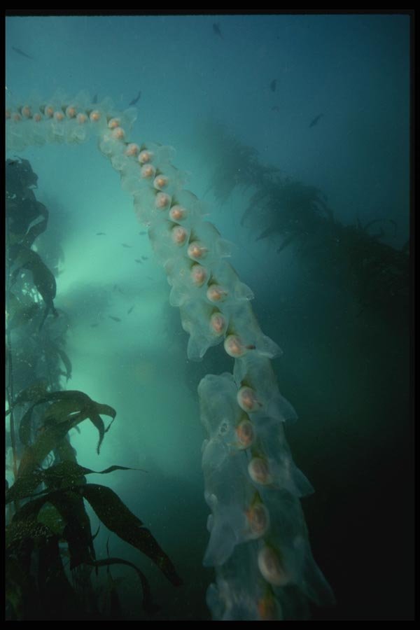 045084 Salp Chain, Monterey Bay A4 Photo Print