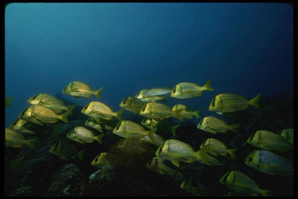 045085 School Of Pork Fish, Cabo San Lucas, Mexico A4 Photo Print