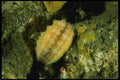 045086 Pink Scallop, British Columbia A4 Photo Print