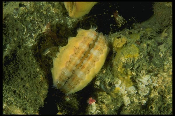 045086 Pink Scallop, British Columbia A4 Photo Print