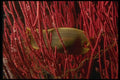 045087 Egg Sack, Shark, Santa Cruz Island A4 Photo Print