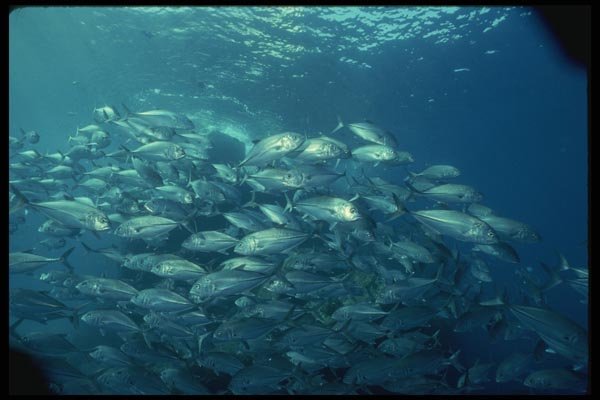 045089 School Of Jacks, Cabo San Lucas, Mexico A4 Photo Print
