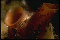 045090 Tube Sponge A4 Photo Print