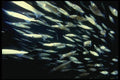045091 Squid, Santa Rosa Island A4 Photo Print