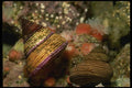 045092 Jeweled Top Snail, Monterey Bay A4 Photo Print