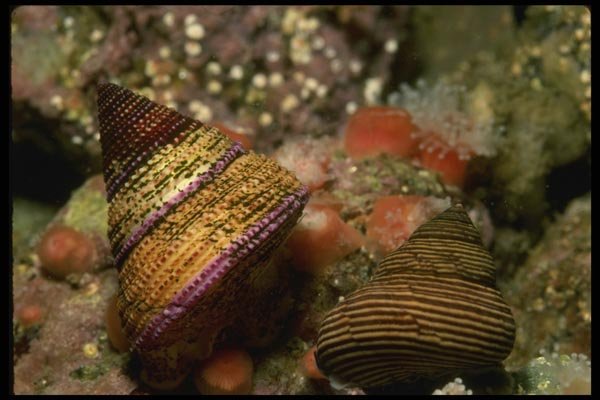 045092 Jeweled Top Snail, Monterey Bay A4 Photo Print