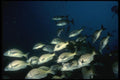 045093 Chubs, Soccoro Island A4 Photo Print