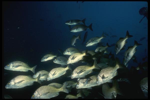 045093 Chubs, Soccoro Island A4 Photo Print