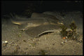 045094 Thornback Skate, Channel Islands A4 Photo Print