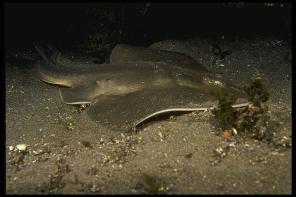045094 Thornback Skate, Channel Islands A4 Photo Print