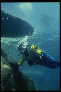 045095 Diver, Lake Taho A4 Photo Print