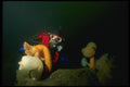 045096 Diver, Metridium Anemone, British Columbia A4 Photo Print