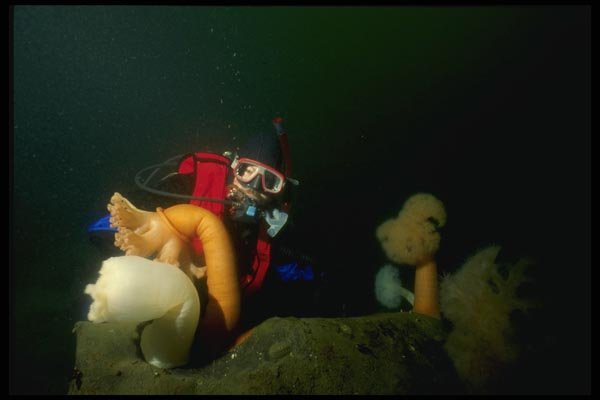 045096 Diver, Metridium Anemone, British Columbia A4 Photo Print
