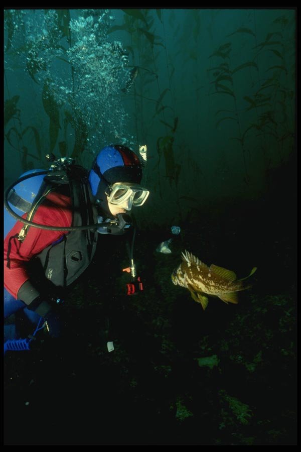 045097 Diver Feeding Fish, Pt. Joe, Monterey A4 Photo Print