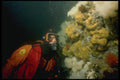 045098 Diver, Sponge, British Columbia A4 Photo Print