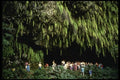 046019 Fern Grotto Kauai A4 Photo Print