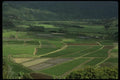 046027 Hanalei Taro Fields Kauai A4 Photo Print