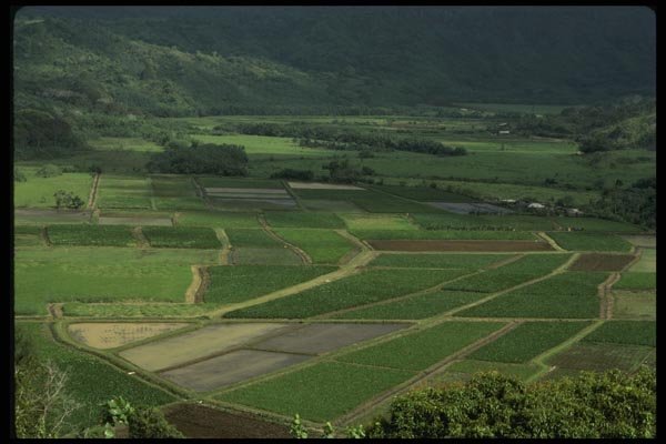 046027 Hanalei Taro Fields Kauai A4 Photo Print