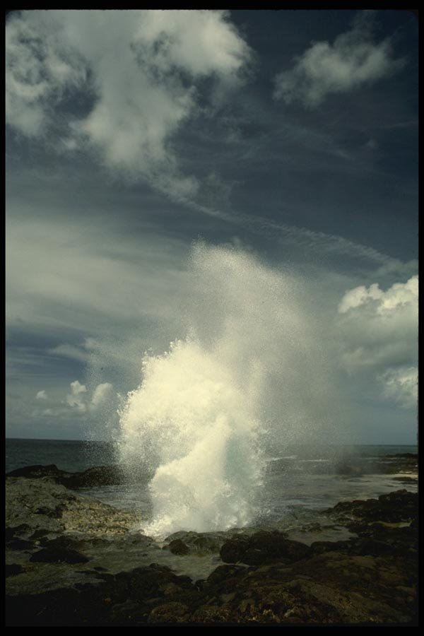046031 Sprouting Horn Kauai A4 Photo Print