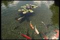 046049 Fish Pond Oahu A4 Photo Print