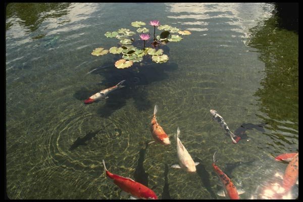 046049 Fish Pond Oahu A4 Photo Print