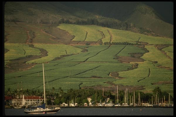 046065 Sugar Cane Fields Lahaina, Maui A4 Photo Print