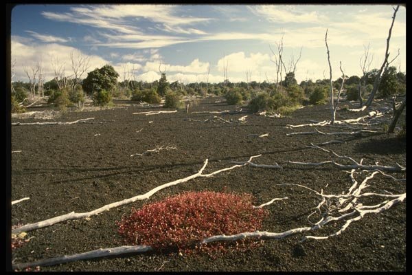 046077 Devastation Area Kiluaea Crater, Hawaii A4 Photo Print