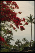 046092 Bouganvillea Tree Kauai A4 Photo Print
