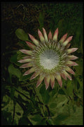 046097 Protea Bloom Maui A4 Photo Print