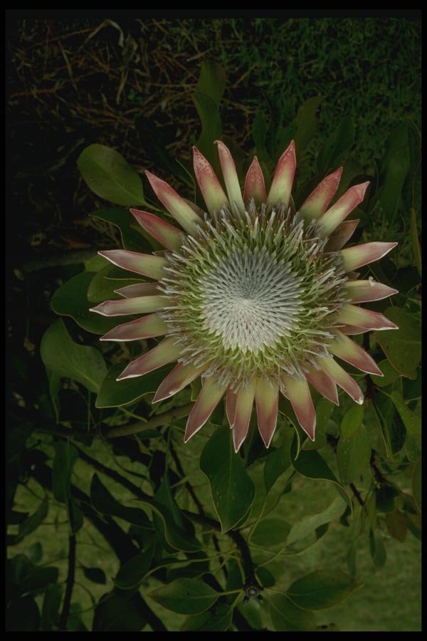 046097 Protea Bloom Maui A4 Photo Print