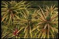 046099 Pineapple Crop Lanai A4 Photo Print
